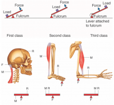 Voluntary Muscle Activity – A Mixed Course-Based Research Approach to ...