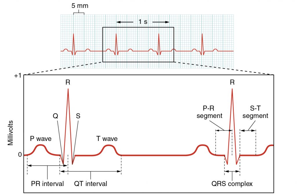 Cardiac Cycle Ecg