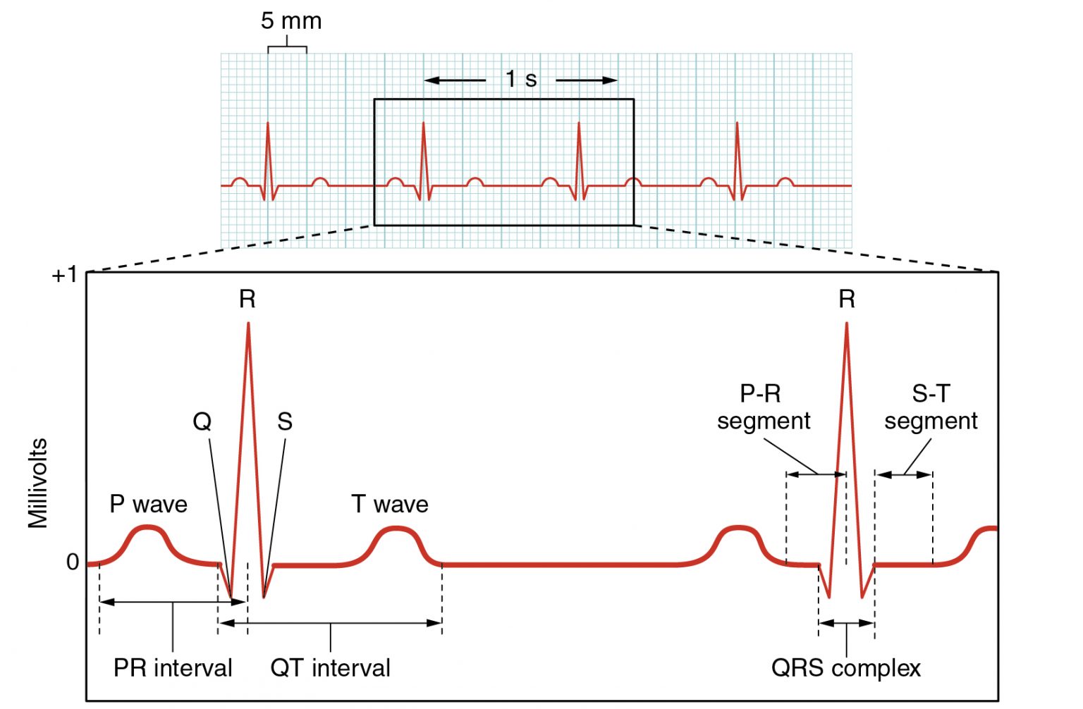 Assessment of Cardiovascular Function – A Mixed Course-Based Research ...