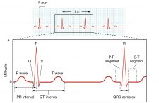 Assessment of Cardiovascular Function – A Mixed Course-Based Research ...