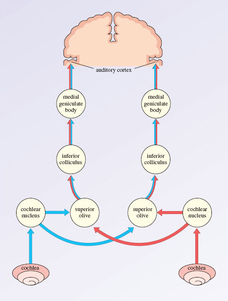 auditory pathways labeled
