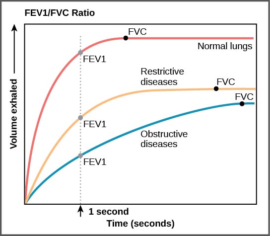 Assessment Of Pulmonary Function A Mixed Course Based Research 