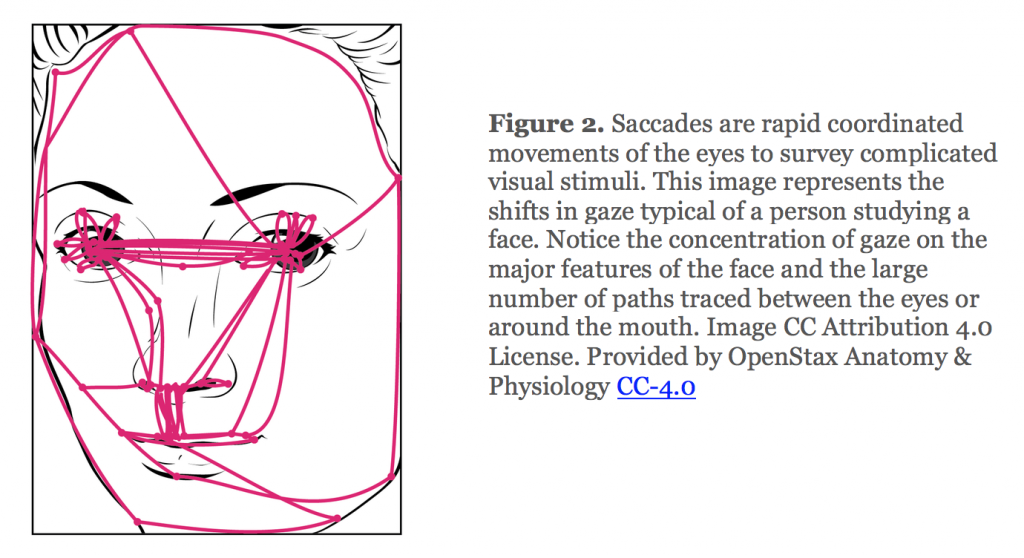 Saccades are rapid coordinated movements of the eyes to survey complicated visual stimuli. The typical person studying a face will concentrate on major features such as eyes and mouth.