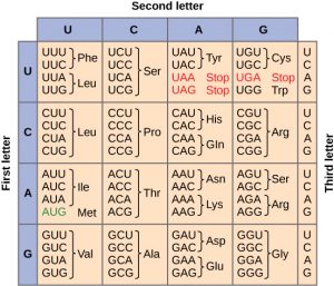 Standard genetic code table