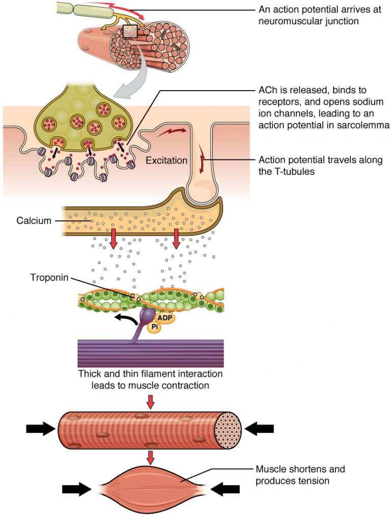 Remote Muscular Control: The Human-Human Interface – A Mixed Course ...