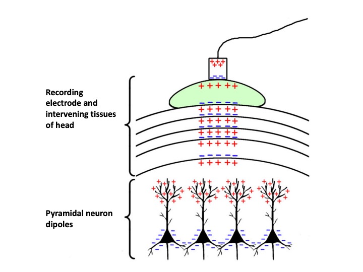 EEG figure adapted from Jackson & Bolger (2014).
