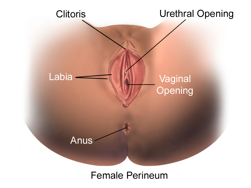 Labeled image of the perineum, clitoris, etc...