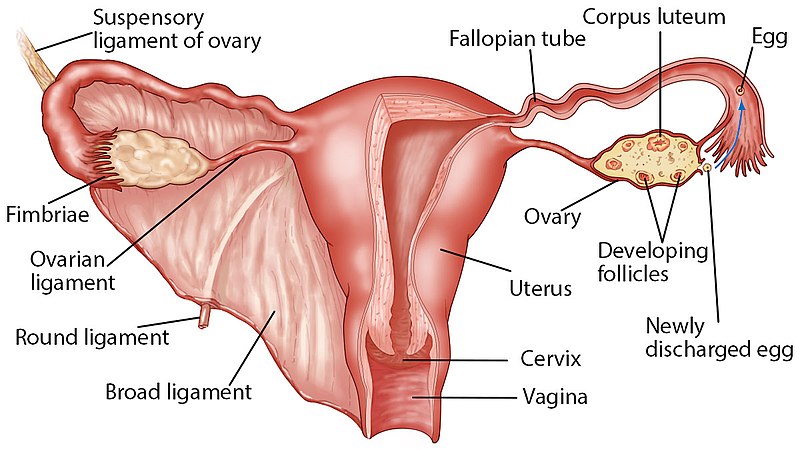 This is a diagram of ovary, properly explained and labeled in English