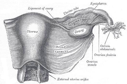 Uterus and right broad ligament, seen from behind. The broad ligament has been spread out and the ovary drawn downward.