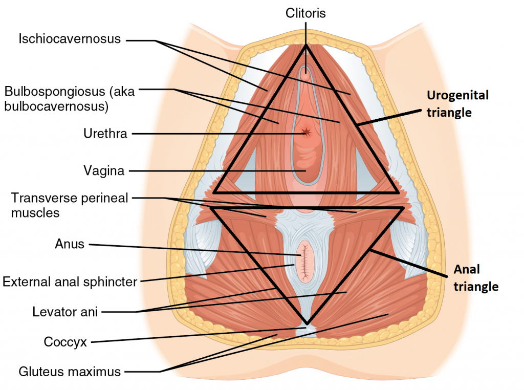 Labeled muscles of the perineum in females.