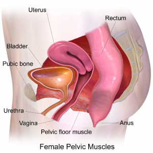 A medical illustration depicting the female pelvic muscles.