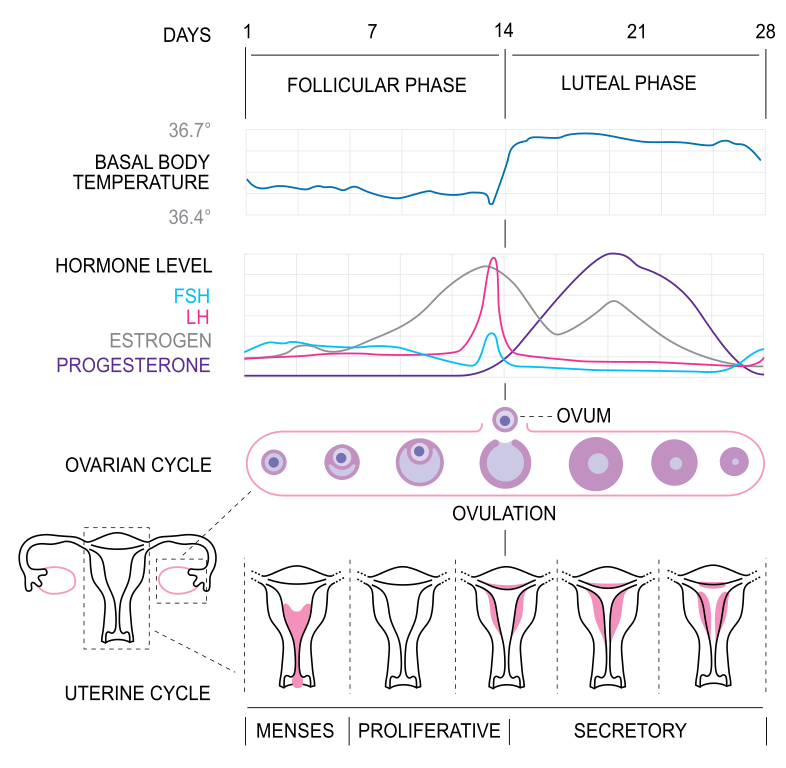 Diagram of the menstrual cycle, showing changes in body temperature, hormone level, and uterine cycle.