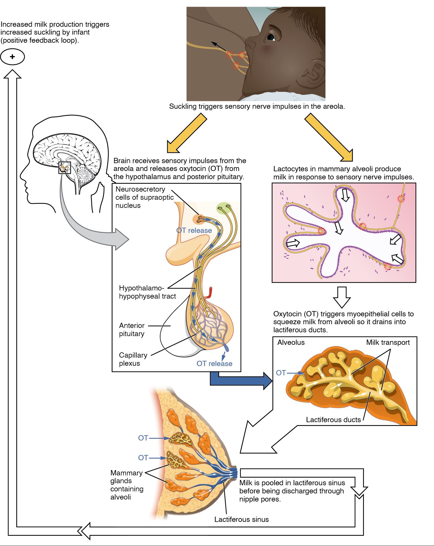 This figure shows the process of let down reflex, the process in which the brain receives sensory impulses to release the hormones necessary for producing and discharging milk to the suckling newborn.
