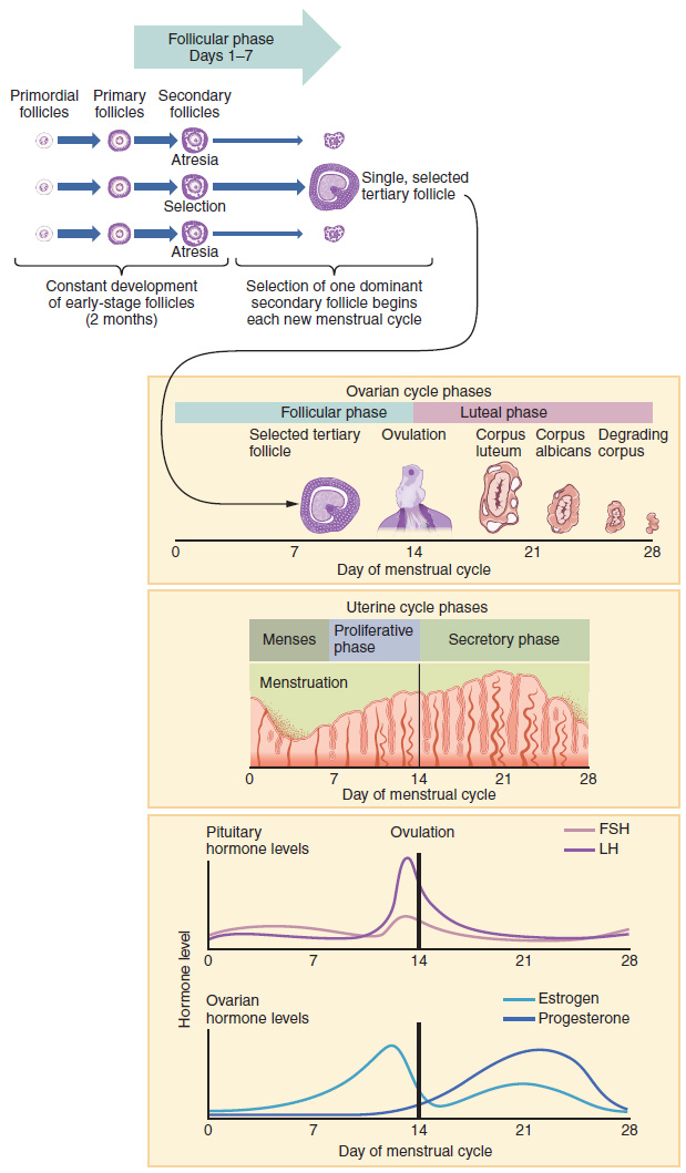 Hormones of the Menstrual Cycle – Human Reproduction: A Clinical Approach