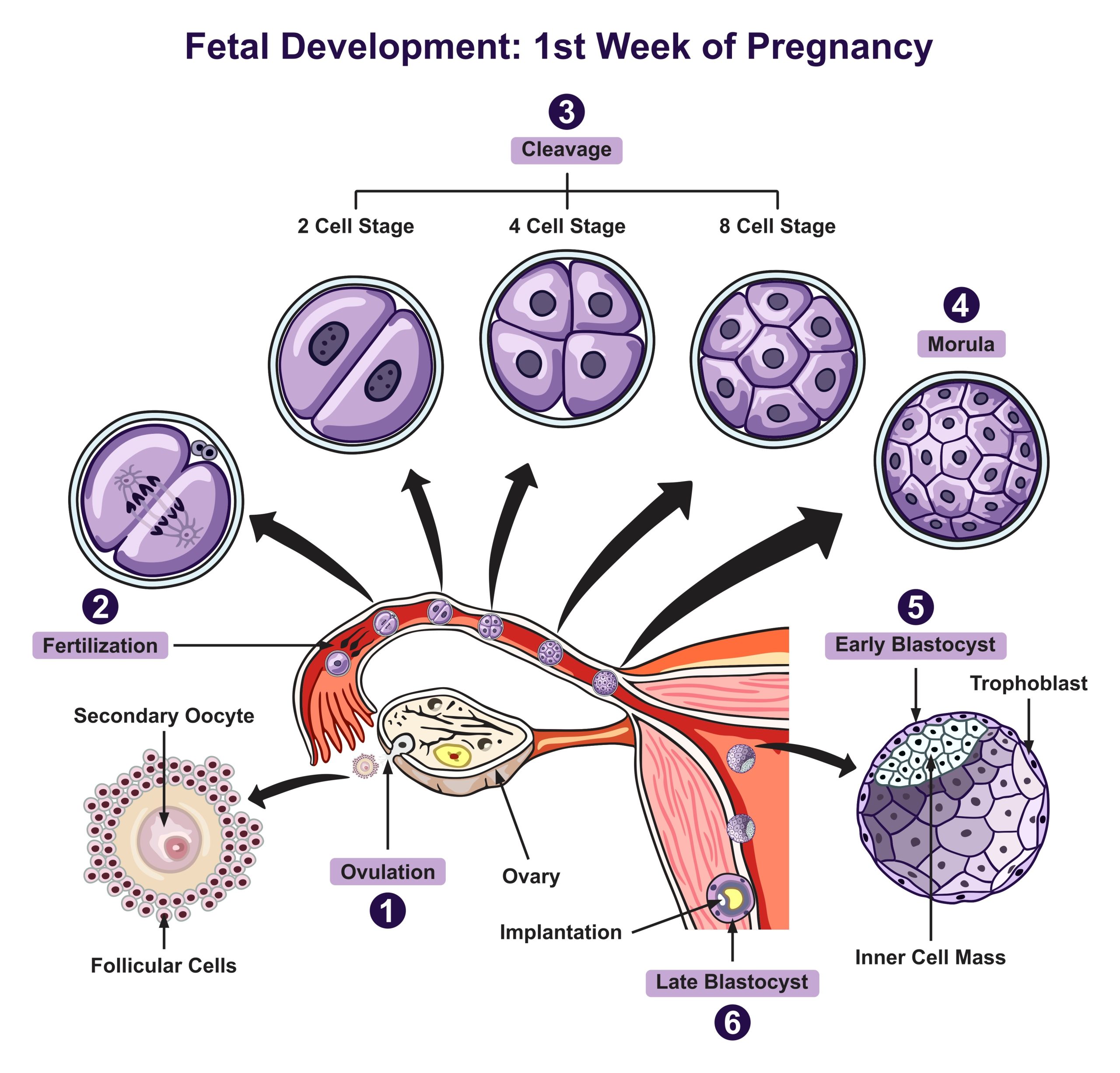 Fetal development first week of pregnancy: ovulation, fertilization, cleavage, and blastocysts.