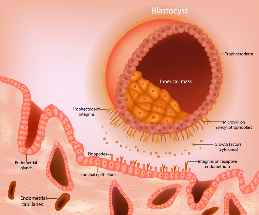 Blastocyst implantation. A schematic representation of a blastocyst approaching the receptive endometrium.