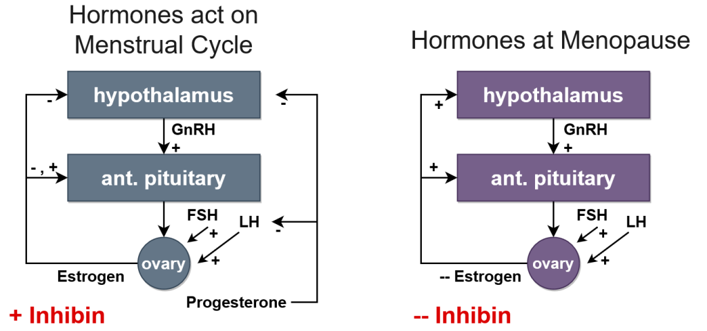 Two simple flowchart diagrams showing hormones from the hypothalamus to the ovaries during menstrual cycles and at menopause.