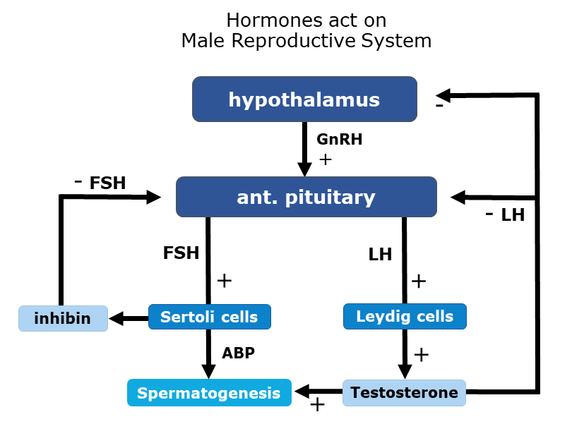 Chart showing how the hypothalamus acts to regulate hormones in the male reproductive system.