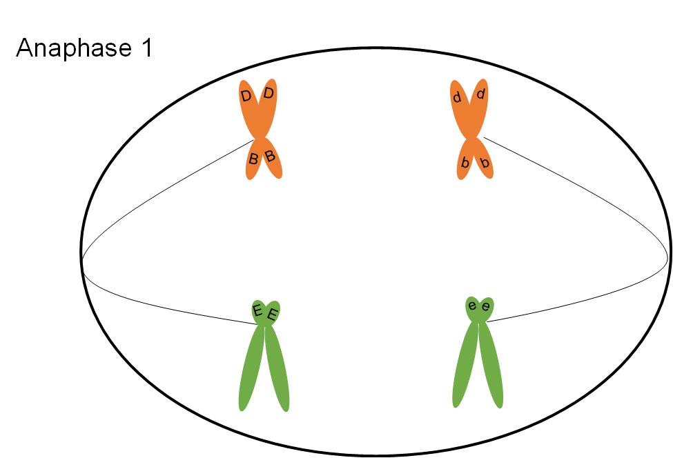 Now in an oval cell, the two sets of chromosomes are no longer touching but are now connected to their opposites via a spindle fiber.