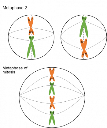 Mitosis and Meiosis – Genetics, Agriculture, and Biotechnology