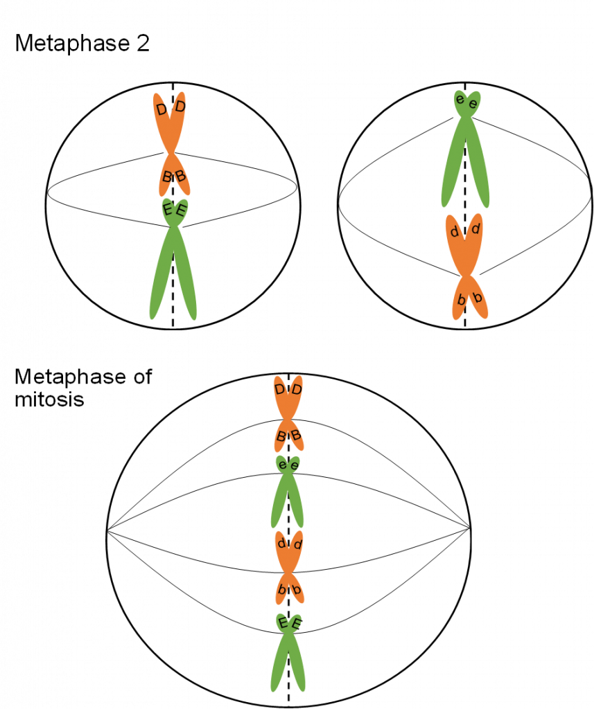 Showcasing metaphase of mitosis and meiosis side by side. For Metaphase 2 in Meiosis, there are two divided cells each with two chromosomes, connected by spindle fibers and pulling against one another. In Mitosis, there are four chromosomes in one cell being pulled apart.