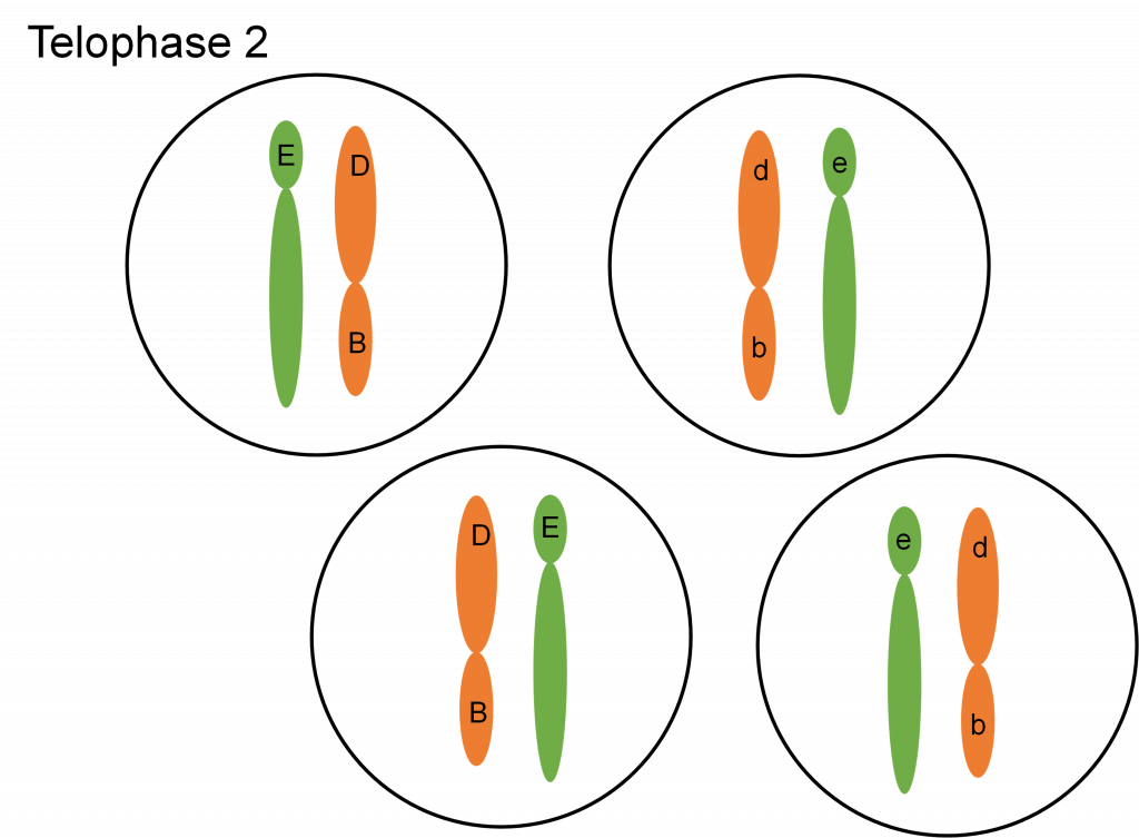 Four complete cells each with half the number of chromosomes and genes as a somatic cell.