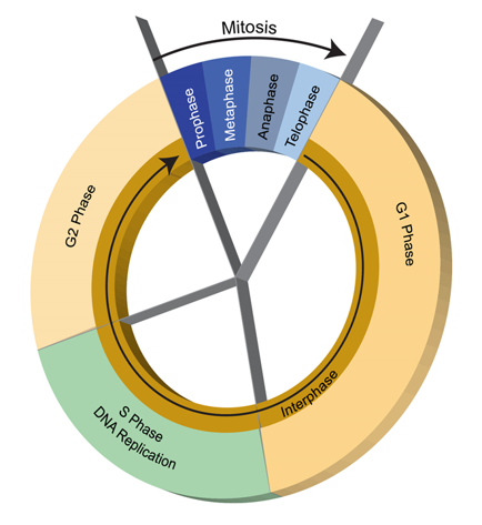 The cell cycle as a pie chart, with Mitosis taking up one fifth, G1 taking up nearly half, S, or DNA replication, taking up one fourth, and the rest being G2. All sections after Mitosis are labeled Interphase.