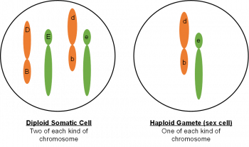 Mitosis and Meiosis – Genetics, Agriculture, and Biotechnology