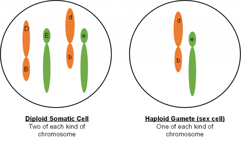 Mitosis And Meiosis Genetics Agriculture And Biotechnology