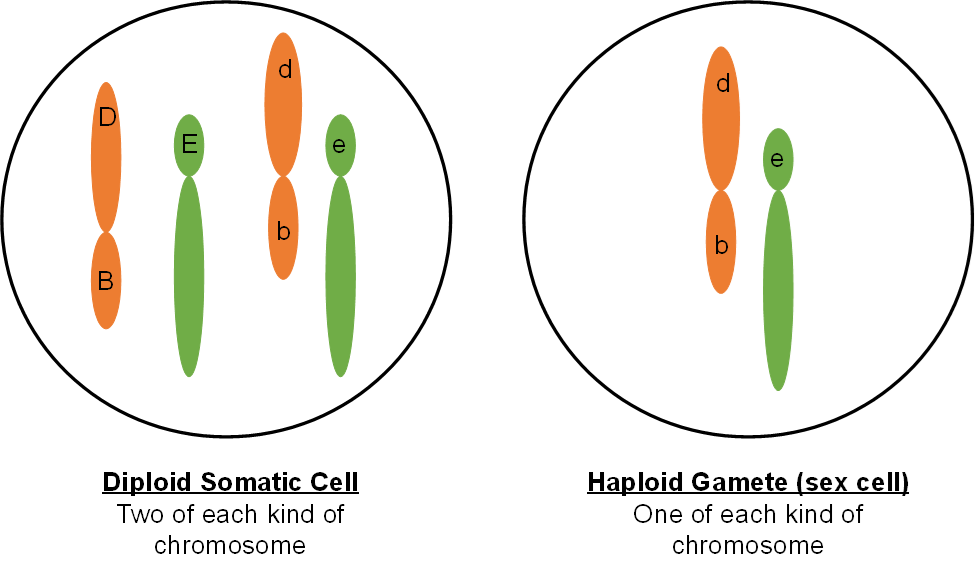 Two cells, one diploid and one haploid. the diploid cell has two of each kind of chromosome. The haploid (a sex cell) has one of each type.
