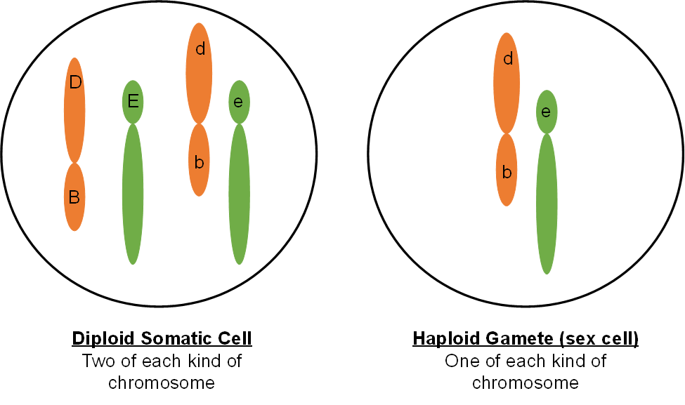 Mitosis And Meiosis Genetics Agriculture And Biotechnology