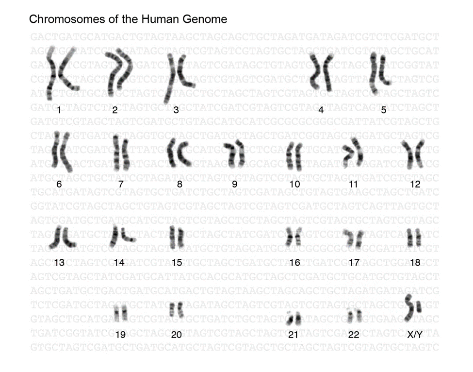 A rendering of actual human genome chromosomes, each differing in shape and length and straightness. They are numbered in pairs, with the 23rd pair having one x and one y chromosome.