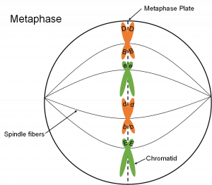 Mitosis and Meiosis – Genetics, Agriculture, and Biotechnology