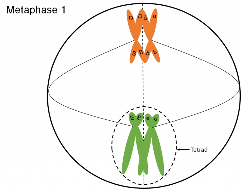 Mitosis and Meiosis – Genetics, Agriculture, and Biotechnology