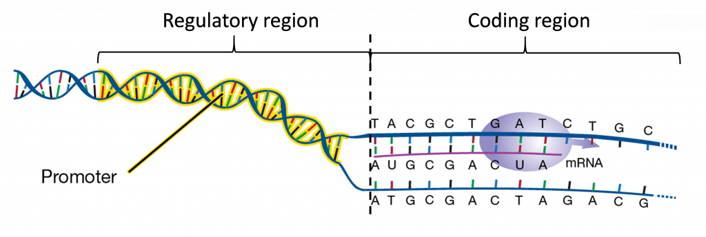 DNA has a regulatory region, the double helix, and a coding region, the nucleotides and mRNA which make up its codons.