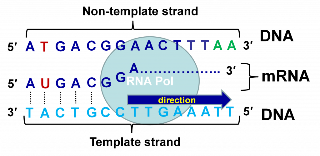 Non Template Dna Strand