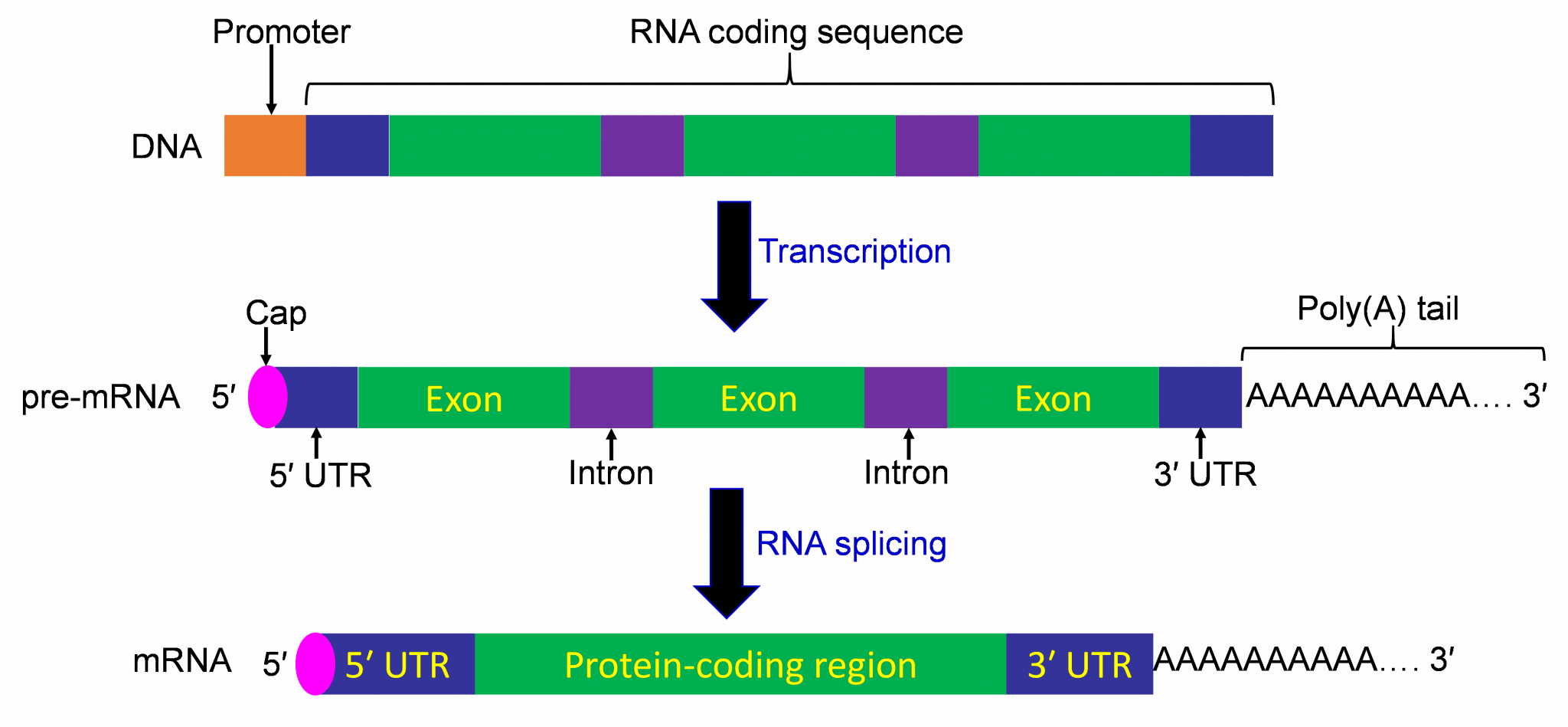 Gene Expression Transcription Agriculture, and Biotechnology