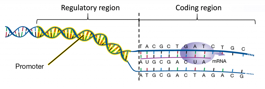 Regulation Of Gene Expression Genetics Agriculture And Biotechnology