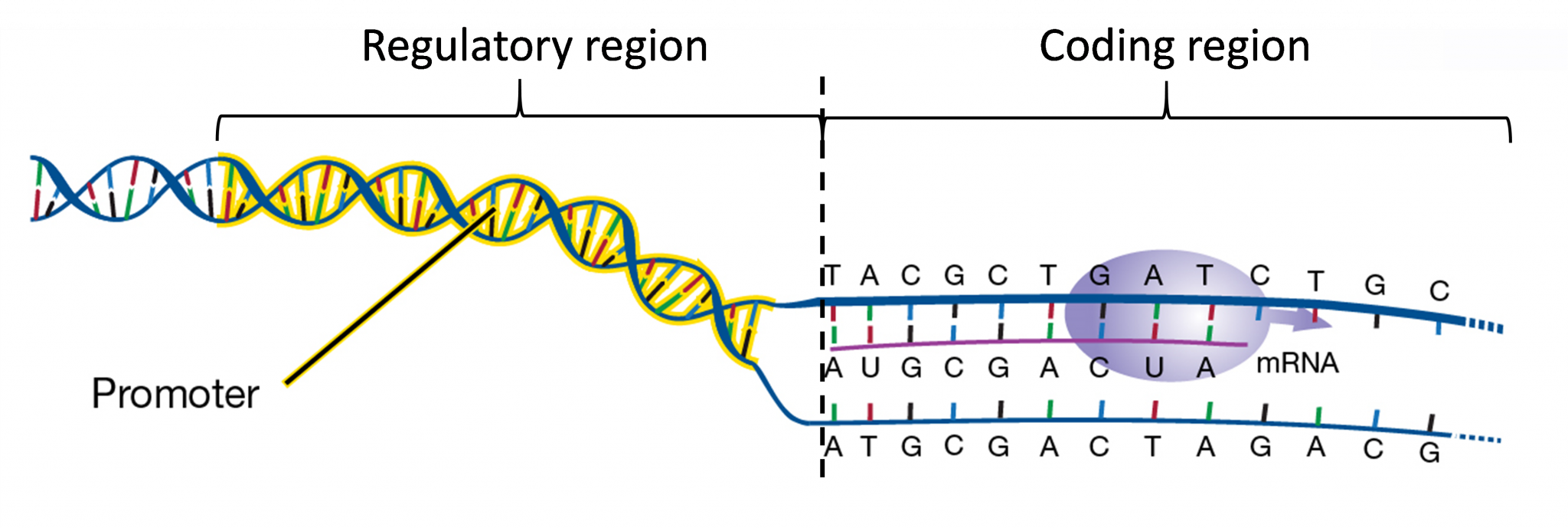 Regulation of Gene Expression Agriculture, and Biotechnology
