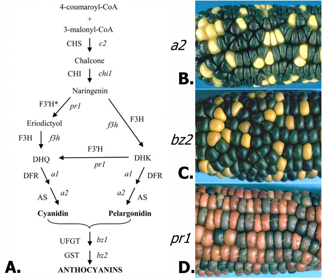 Mutated Maize. a2 has black and a few light yellow kernels. bz2 has black and a few dark yellow kernels. pr 1 has much more light, but reddish kernels.