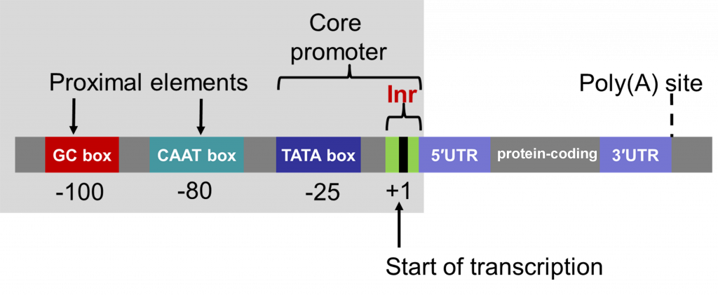 The core promoter is the T A T A box, with the GC and C A A T boxes labeled as proximal elements.