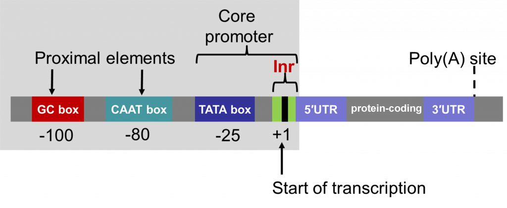 Regulation Of Gene Expression Genetics Agriculture And Biotechnology