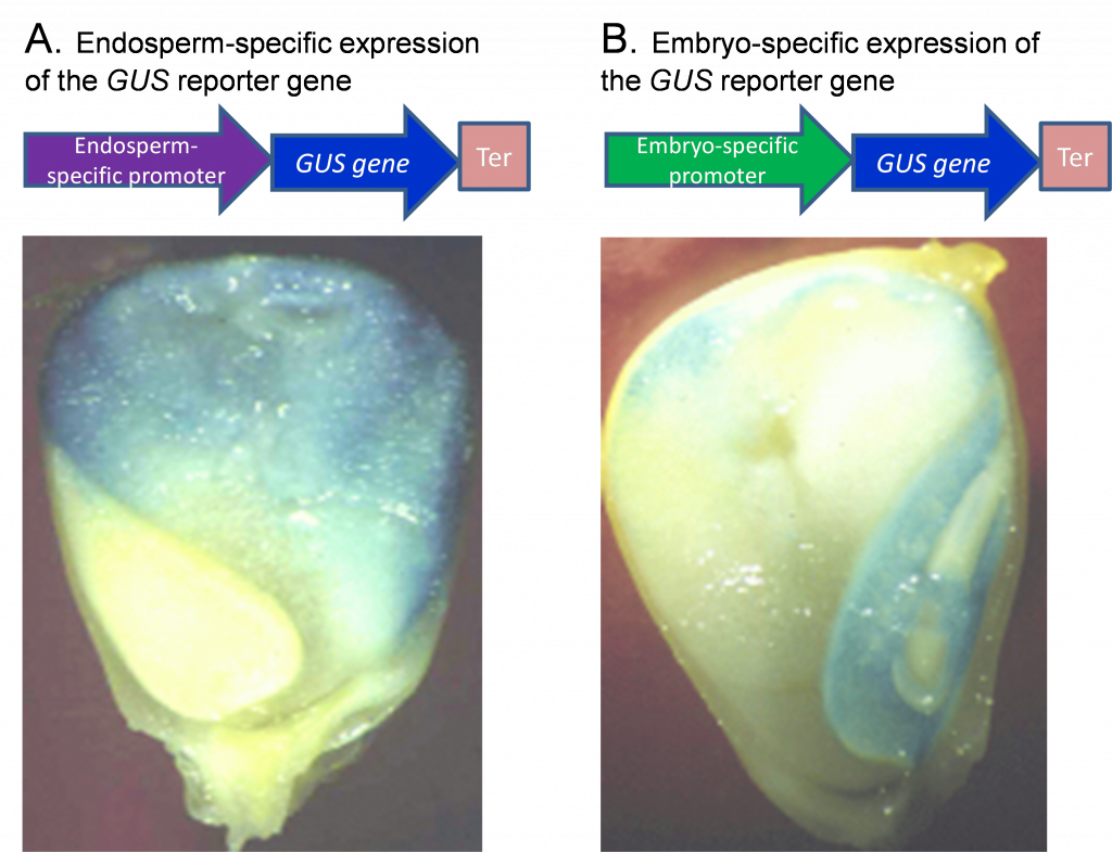 The image in A is very blue, while the image in B has much less blue coloration after the GUS reported gene is restricted.