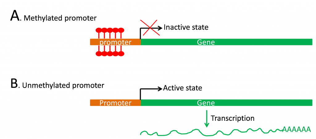In A, a methylated promoter does nothing. In B, an unmethylated promoter starts the transcription process.