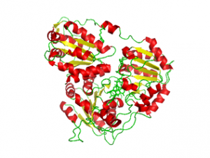ALS enzyme structure. Thick red spirals and stringy green sections are interconnected in a jumble.
