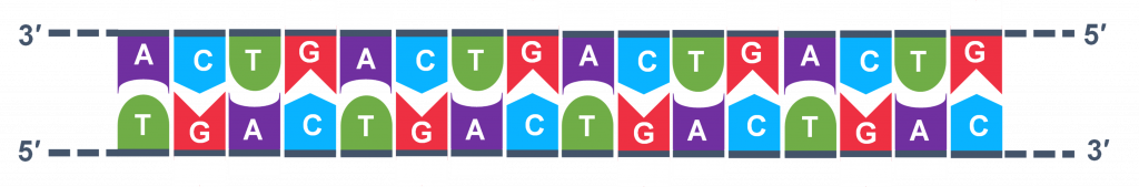 S sequence of DNA nucleotides in a strand.