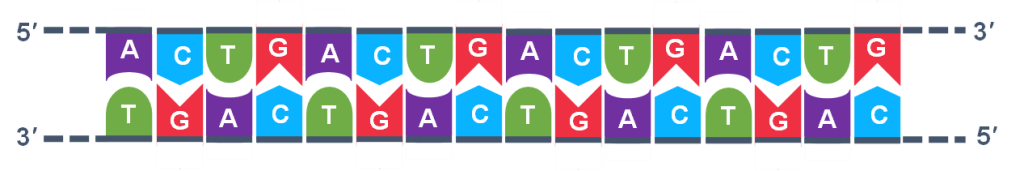 Template DNA