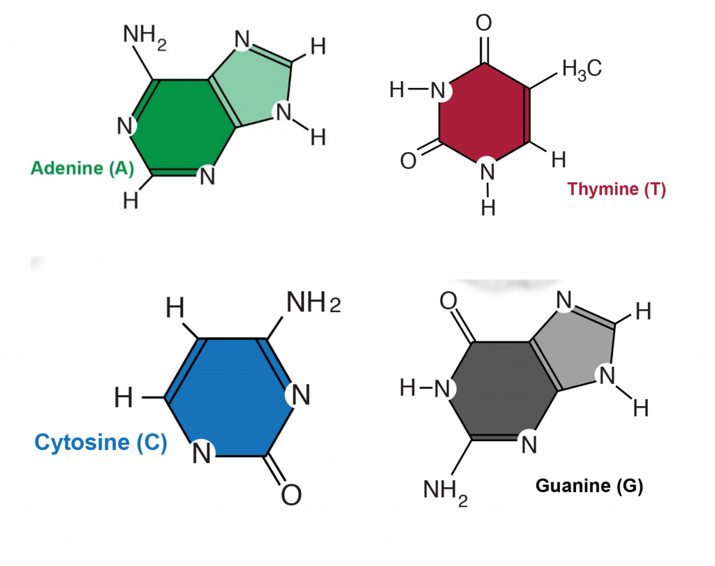 Adenine, Thymine, Cytosine, and Guanine displayed as independent bases.