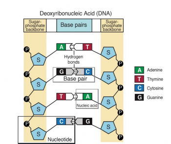 DNA: The Genetic Material – Genetics, Agriculture, and Biotechnology