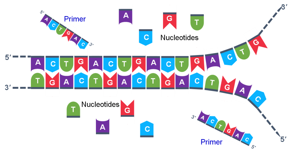 Two different primers and the individual A, T, G and C nucleotides are shown.